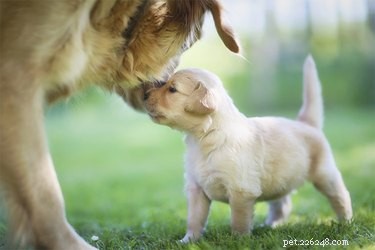 Hoe dragen moederhonden hun puppy s rond?