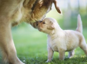 Comment les mères chiennes transportent-elles leurs chiots ?