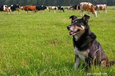 De bästa hundarna för vallning av boskap