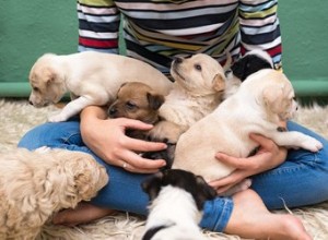 私は常に新生児と一緒に母犬を監督する必要がありますか？ 