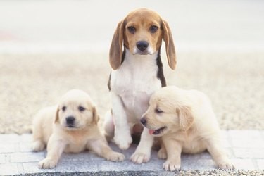 Могут ли щенки вызывать чумку у пожилых собак?