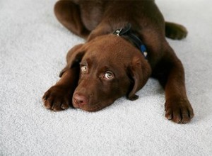 私の犬はカーペットの上でトイレに行きます 