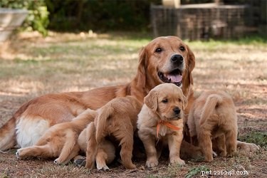 Материнские инстинкты собак