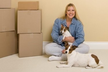 Contratos de aluguel de cães e casa
