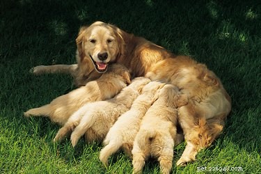 Como induzir o parto em cães