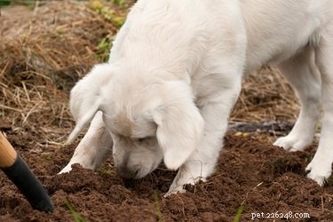 Hur man hindrar en hund från att äta gödsel