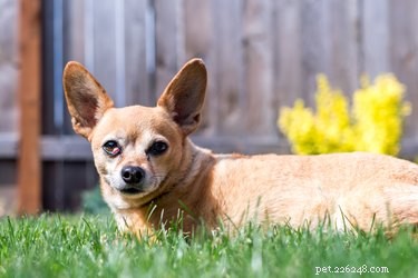 Chiweenie (pes):vlastnosti, délka života a štěňata