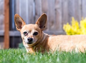 Chiweenie（Dog）：特性、寿命、子犬