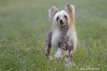 중국 볏 대 멕시코 털이 없는 개