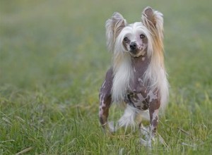 Chiens chinois à crête contre chiens mexicains sans poils