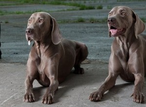 ドイツの犬の品種 