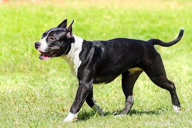 Carattere dell American Staffordshire Terrier