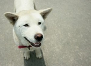 Характеристики корейских дзиндо