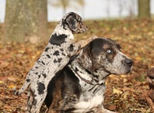 Caractéristiques des catahoulas léopard