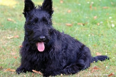 The History of Scottie Dogs