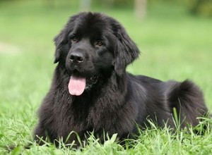 ニューファンドランド犬の特徴 