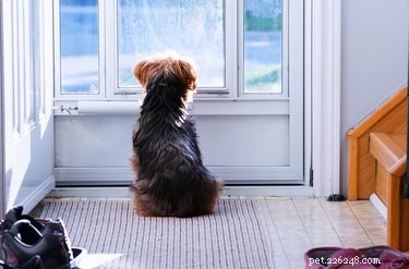 Qu est-ce que cela signifie lorsque votre chien est assis près de la porte ?