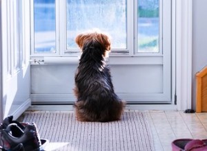 あなたの犬がドアのそばに座っているとはどういう意味ですか？ 