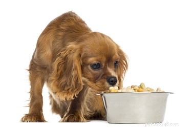 강아지가 밥을 먹으면서 앉아 있는 것이 정상입니까?
