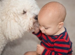 Mon chien n arrête pas de lécher le bébé