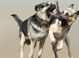 私の雄犬の兄弟は戦い続けます 