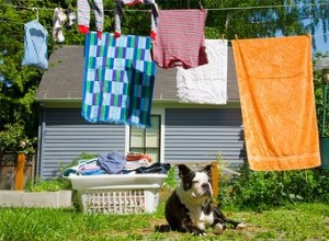 Empêchez un chien de retirer des vêtements de la ligne