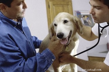 Kan en hund återhämta sig helt från hjärtmask?