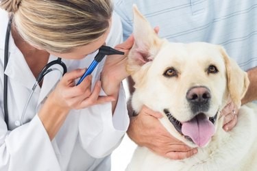 Efeitos a longo prazo de infecções de ouvido em cães