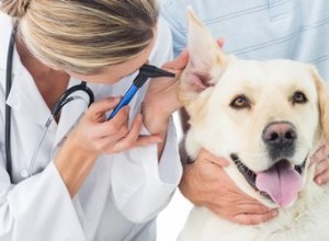 犬の耳の感染症の長期的影響 