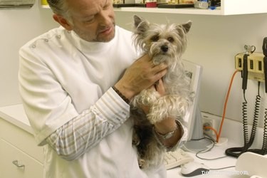 Behandeling voor calciumoxalaatkristallen bij honden