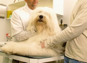 Retirer une tête de tique d un chien