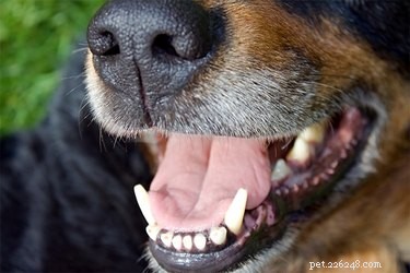 Mijn honden tandvlees is paars