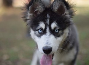 Établir un contact visuel avec des chiens