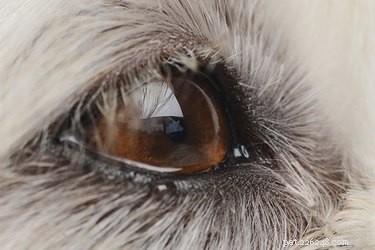 Est-ce que la cataracte fait mal à un chien ?
