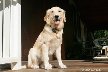 Сохраняют ли собаки сексуальную активность после лечения?
