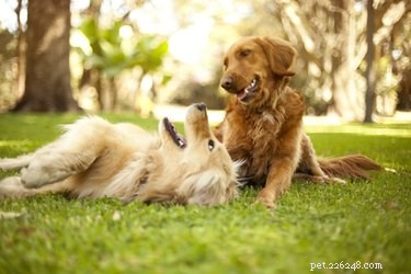 Les chiens sont-ils toujours sexuellement actifs après avoir été soignés ?
