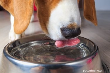 개를 위해 물그릇을 하루 종일 놓아둬야 합니까?