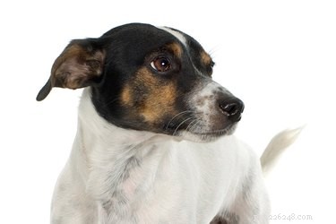 O câncer de testículo canino é raro?