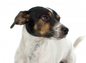 Je rakovina varlat u psů vzácná?