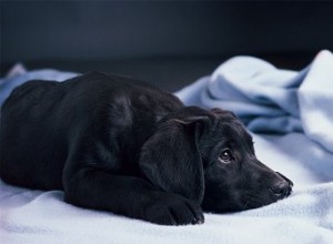 강아지가 담요를 공격하는 이유는 무엇입니까?