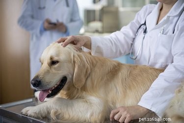 Adenovirus canino contro epatite