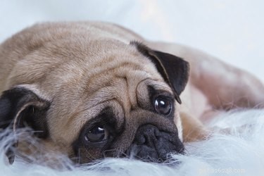 Hyperkaliémie canine