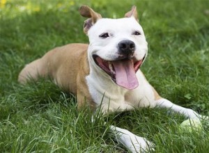 Informations sur les pitbulls