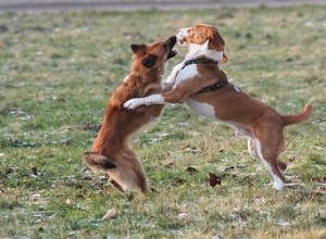 あなたの犬が戦った後に何をすべきか 