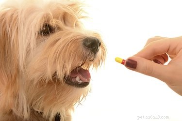 Medicijnen om rustige honden te helpen