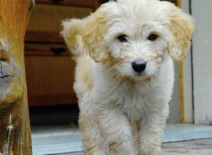 velikosti mini Goldendoodle