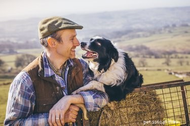 Border Collies vs English Shepherds