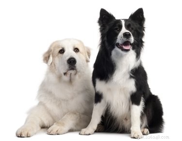 Separando dois cães que viveram juntos a vida inteira