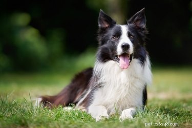 Coole weetjes over Border Collies