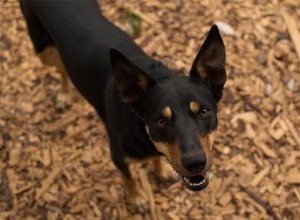 Charakteristika Kelpie Black &Tan